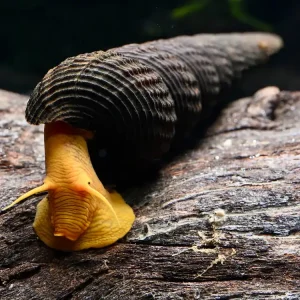 Sofort Bestellen Sulawesi Schnecke Orange (Tylomelania sp. Orange)
